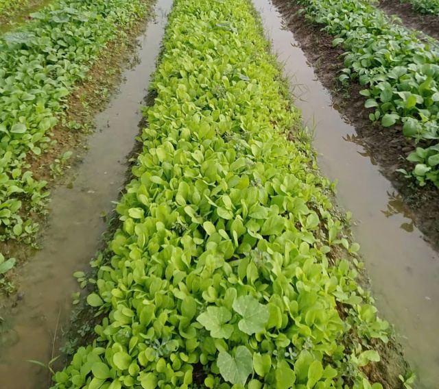 Chủ động nguồn rau xanh phục vụ Tết Nguyên đán Bính Ngọ- Ảnh 1.