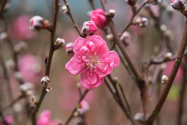 Xây dựng Đảng bộ Hà Nội trong sạch, vững mạnh từ cơ sở- Ảnh 1.