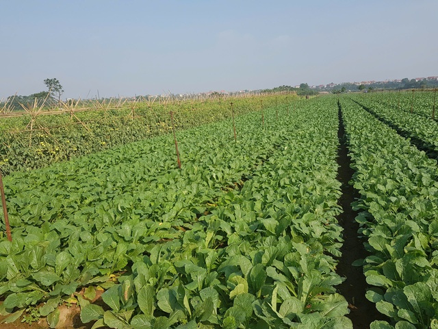 Phát triển nông nghiệp xanh góp phần hình thành vành đai sinh thái cho Thủ đô- Ảnh 1.