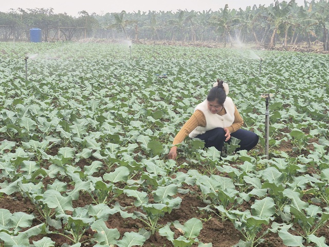 Tăng cường kiểm soát an toàn thực phẩm tại các xã vùng ngoại thành- Ảnh 1.