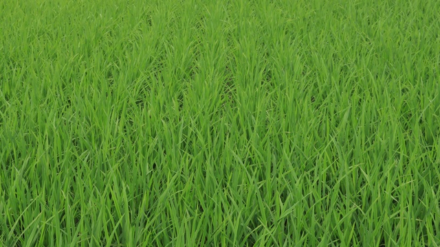 Nguy cơ sâu bệnh gia tăng, khuyến nghị nông dân tăng cường giám sát đồng ruộng- Ảnh 1. Nguy cơ sâu bệnh gia tăng, khuyến nghị nông dân tăng cường giám sát đồng ruộng- Ảnh 1.