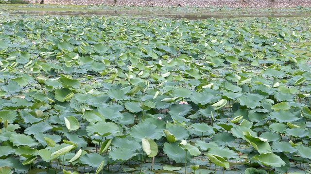 Phát triển mô hình trồng sen thích ứng với biến đổi khí hậu- Ảnh 2. Phát triển mô hình trồng sen thích ứng với biến đổi khí hậu- Ảnh 2.