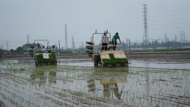 Chủ động phòng chống sâu bệnh, chăm sóc bảo vệ sản xuất vụ Xuân- Ảnh 1.