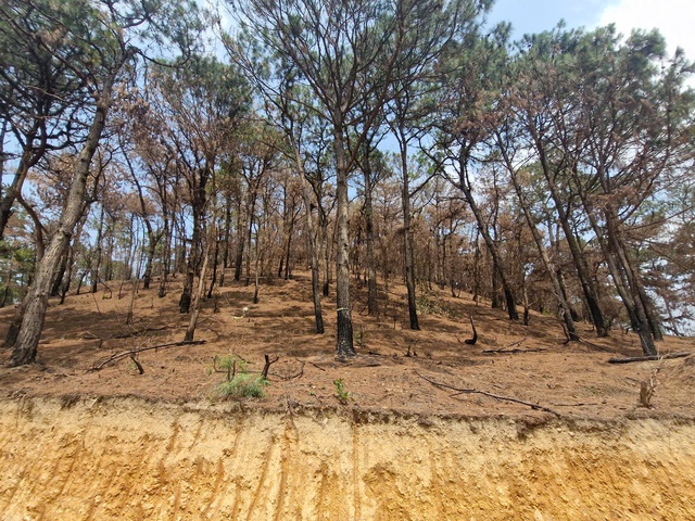 Siết chặt bảo vệ rừng trong mùa lễ hội- Ảnh 1.