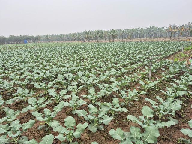 Đẩy mạnh liên kết chuỗi, nâng giá trị nông sản xuất khẩu- Ảnh 1.