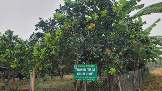 Nỗ lực toàn diện kiểm soát an toàn thực phẩm trong lĩnh vực nông nghiệp- Ảnh 2.