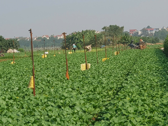 Nỗ lực toàn diện kiểm soát an toàn thực phẩm trong lĩnh vực nông nghiệp- Ảnh 1.