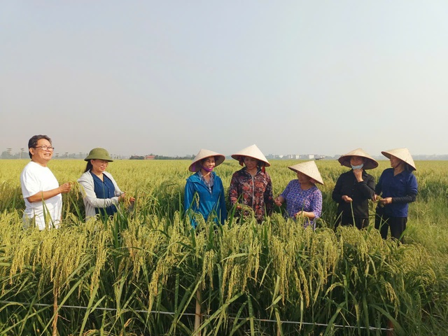 Phát huy vai trò liên kết '4 nhà' tại Diễn đàn Khuyến nông @ Nhịp cầu nhà nông- Ảnh 3. Phát huy vai trò liên kết '4 nhà' tại Diễn đàn Khuyến nông @ Nhịp cầu nhà nông- Ảnh 3.