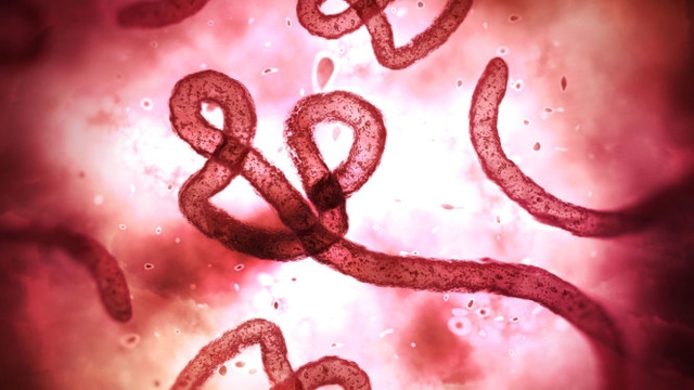 Chủ động các biện pháp phòng ngừa, ngăn chặn dịch bệnh Ebola xâm nhập- Ảnh 1.
