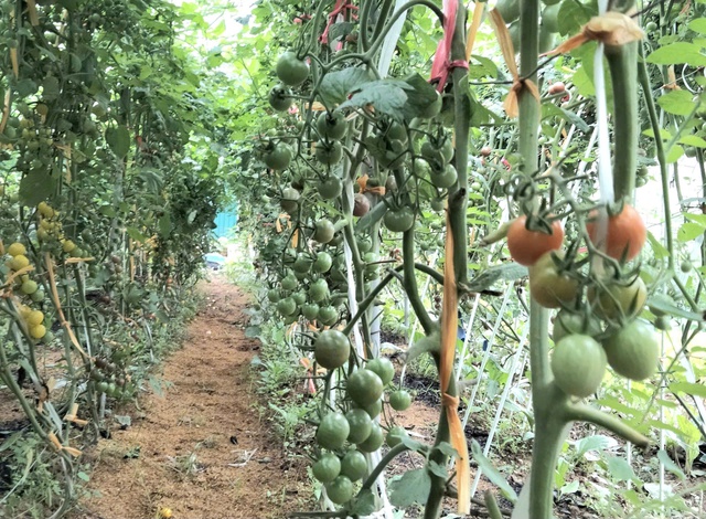 Phát triển nông nghiệp xanh phù hợp với xu hướng hiện đại- Ảnh 1.