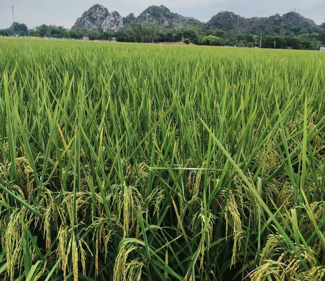 Phát triển nông nghiệp xanh phù hợp với xu hướng hiện đại- Ảnh 2.