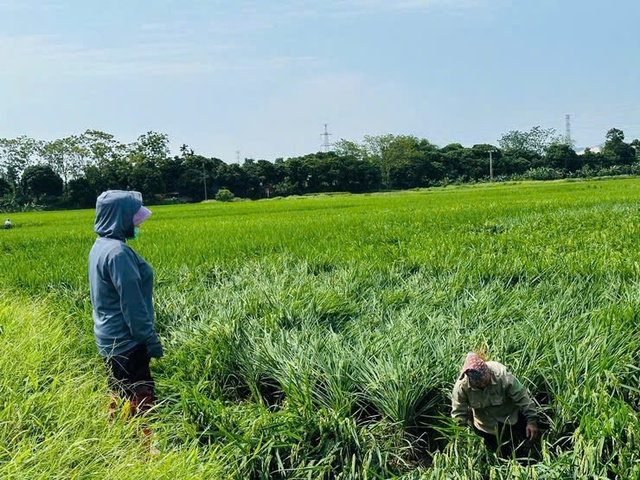 Kiểm soát dịch hại, bảo vệ hơn 13.500ha lúa trỗ trong điều kiện thời tiết phức tạp- Ảnh 1.