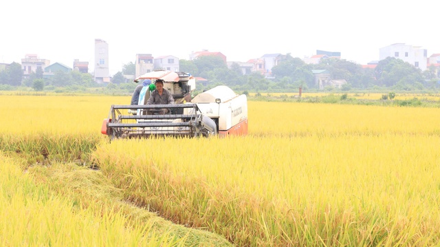 Những cánh đồng mẫu lớn 'thay da đổi thịt' nhờ cơ giới hoá- Ảnh 1.