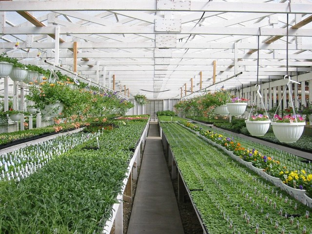 Phát triển nông nghiệp đa giá trị gắn với tái cấu trúc đô thị Hà Nội- Ảnh 1. Phát triển nông nghiệp đa giá trị gắn với tái cấu trúc đô thị Hà Nội- Ảnh 1.