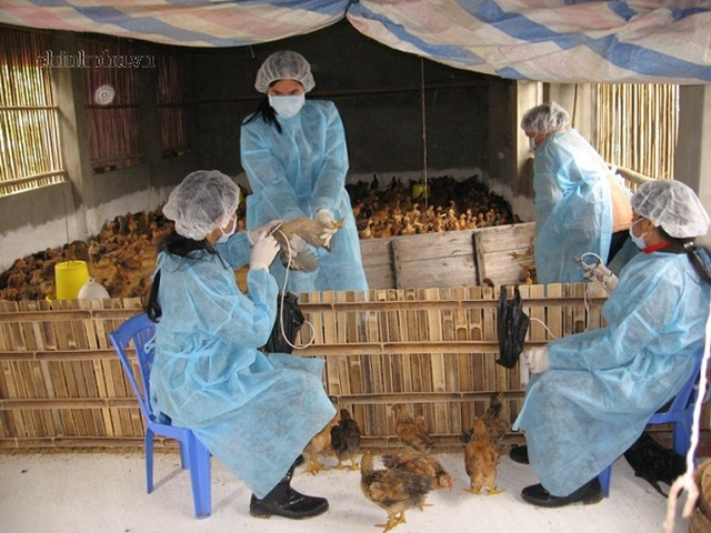 Siết quản lý thuốc thú y trên toàn chuỗi sản xuất, lưu thông và sử dụng- Ảnh 1.