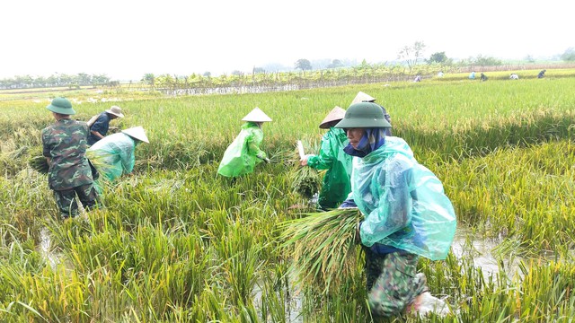 Đẩy nhanh thu hoạch lúa mùa trước diễn biến thời tiết bất lợi- Ảnh 1.
