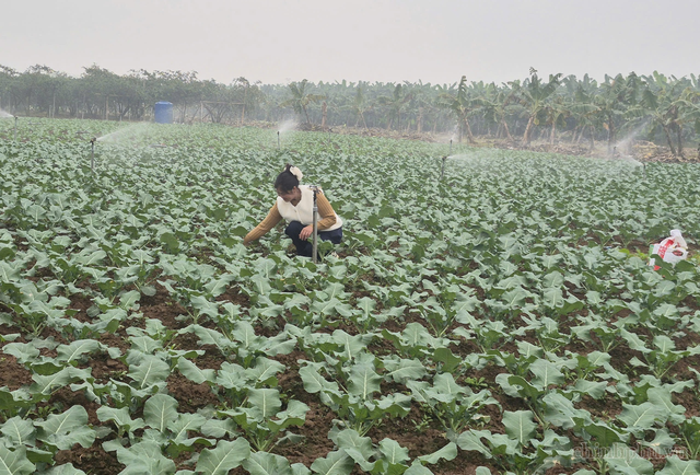 Nâng cao kỹ năng cho 15.383 lượt nông dân sản xuất, kinh doanh giỏi- Ảnh 1.
