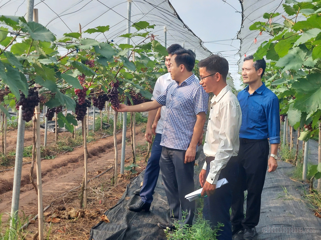 Đẩy mạnh chuyển đổi số trong truy xuất nguồn gốc nông phẩm an toàn- Ảnh 1.