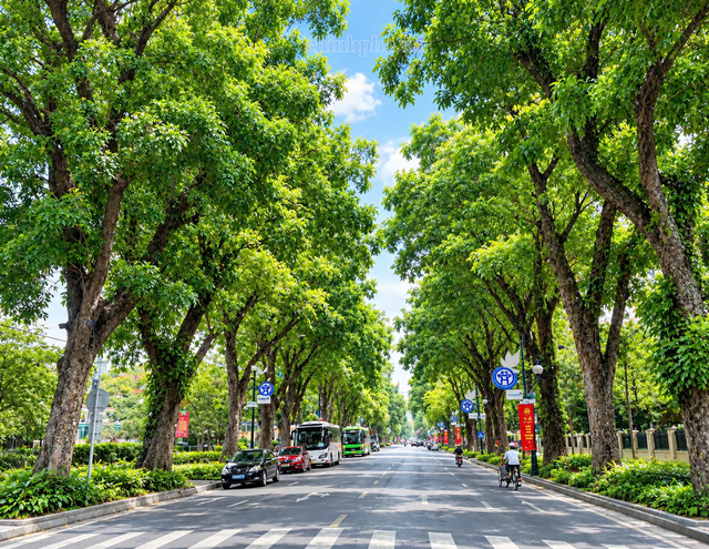 Hà Nội xây dựng kế hoạch trồng cây, trồng rừng gắn với mục tiêu phát triển Thủ đô xanh- Ảnh 1.
