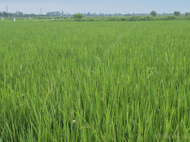 Ngành nông nghiệp nỗ lực bứt phá những tháng cuối năm- Ảnh 1.