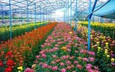 Ha Noi boosts hi-tech flower farming for sustainable growth