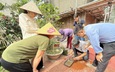 Ca mắc sốt xuất huyết và tay chân miệng gia tăng nhanh