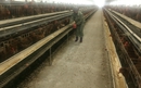 Tập trung cao độ phòng chống dịch-Đảm bảo phát triển chăn nuôi ổn định