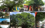 Ha Noi to plant over 400,000 trees in 2026