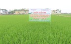 Tăng năng suất, bảo vệ m&#244;i trường từ canh t&#225;c l&#250;a SRI theo hướng hữu cơ