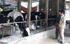 Hiệu quả kinh tế từ mô hình mới nuôi vịt, bò sữa