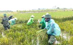 Đẩy nhanh thu hoạch lúa mùa trước diễn biến thời tiết bất lợi