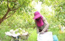 Phát triển nông nghiệp hiệu quả từ xây dựng nông thôn mới