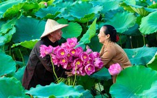 Giữ g&#236;n v&#224; ph&#225;t huy vẻ đẹp của sen trong đời sống người Việt 