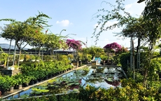 &#39;Sắc hoa Tường Phi&#234;u&#39; - Sản phẩm du lịch n&#244;ng th&#244;n độc đ&#225;o của H&#224; th&#224;nh