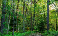 H&#224; Nội y&#234;u cầu ho&#224;n th&#224;nh r&#224; so&#225;t hiện trạng rừng trong th&#225;ng 12/2025