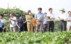 Nông nghiệp an toàn: Hướng đi chiến lược của Hà Nội