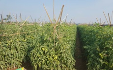 Đẩy mạnh kiểm tra, xử l&#253; vi phạm về chất lượng, an to&#224;n thực phẩm