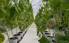 Quản l&#253; thực phẩm, bảo vệ quyền lợi người d&#226;n trong bối cảnh thị trường số ng&#224;y c&#224;ng phức tạp