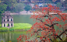 Mùa mộc miên thắp lửa gọi hè về