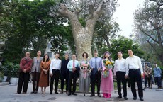 ‘Hồi sinh’ cây xà cừ cổ thụ, thêm không gian sáng tạo cho người dân Thủ đô
