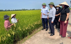 Gia tăng năng suất, nâng cao chất lượng từ canh tác lúa hữu cơ