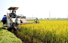 Phát triển thương hiệu lúa gạo chất lượng cao đạt tiêu chuẩn xuất khẩu