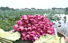 Trà sen: Món quà tinh hoa từ làng nghề Thủ đô