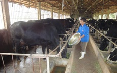 Nỗ lực vượt khó, giữ vững ổn định chăn nuôi Thủ đô