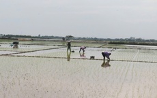 Chủ động điều tiết nước, tạo đà cho gieo cấy lúa vụ xuân 2026