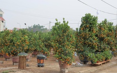 Lễ hội Hoa cây cảnh, sản phẩm OCOP và đặc sản vùng miền năm 2026