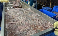 Phát hiện cơ sở trữ, chế biến hàng chục tấn lòng lợn không rõ nguồn gốc