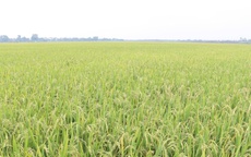 Tháo gỡ vướng mắc, thúc đẩy phát triển nông nghiệp