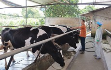 Phát triển chăn nuôi bò sữa tuần hoàn, bảo đảm vệ sinh môi trường