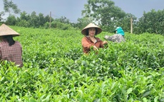 Phát triển vùng chè an toàn, nâng cao giá trị nông sản Thủ đô
